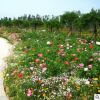 常年供應大花秋葵 大花秋葵小苗 園林綠化苗 工程苗 草芙蓉 園林