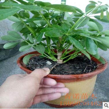 苗圃批發(fā)盆栽鴨腳木 鴨腳木大盆栽 鵝掌財 八方來財