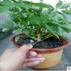 苗圃批發(fā)盆栽鴨腳木 鴨腳木大盆栽 鵝掌財(cái) 八方來財(cái)
