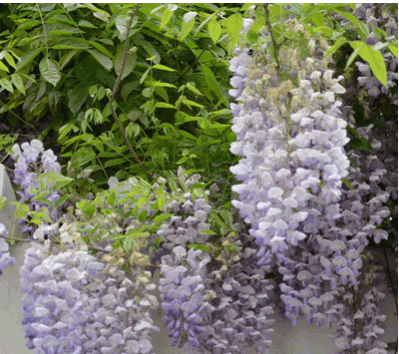 基地直銷紫藤樹苗 庭院別墅美化 多花紫藤苗 紫花紫藤 攀援植物