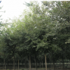 基地直銷工程園林綠化苗木櫸樹 優質紅櫸樹苗批發 大葉櫸量大從優