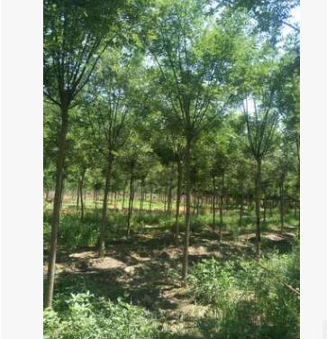 信譽賣家 批發(fā)基地 國槐頭大壽命長，開花濃香