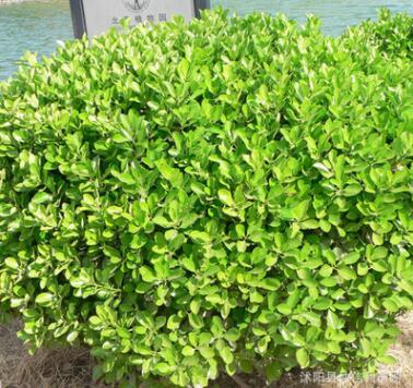 批發(fā)小葉黃楊球樹(shù)苗 四級(jí)常青色塊綠植園林綠化灌木 小葉黃楊球苗