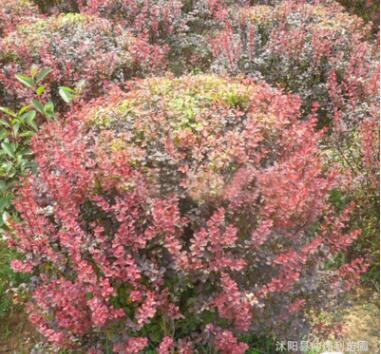 苗木基地直銷優(yōu)質(zhì)紅葉小檗球 園林綠化小苗盆栽 紅葉小檗樹苗