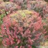 苗木基地直銷優(yōu)質(zhì)紅葉小檗球 園林綠化小苗盆栽 紅葉小檗樹苗