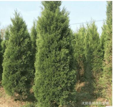 批發檜柏樹苗 龍柏 蜀檜 道路工程綠化灌木 四季青品種全基地直銷
