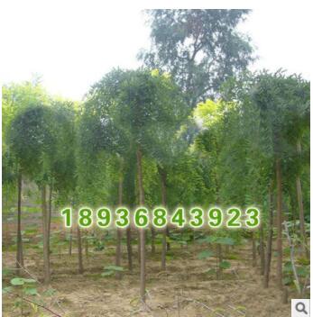 批發(fā)街道綠化苗木 垂槐小苗 觀賞植物 工程綠化苗木 垂槐