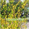 批發(fā)優(yōu)質(zhì)綠化苗 連翹小苗 又名黃老虎 庭院觀花植物 連翹苗