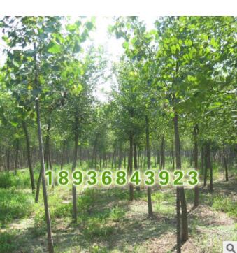 基地直銷優(yōu)質(zhì)林木 白蠟小苗 工程綠化用苗白蠟苗 園林綠化白蠟苗
