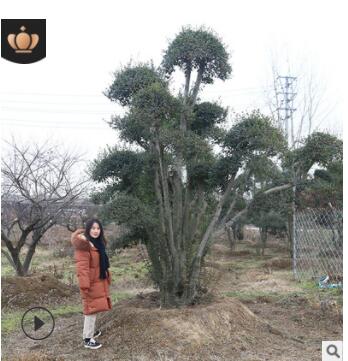 苗圃基地培育小葉女貞造型樹(shù)大量批發(fā)園林綠化工程用造型小葉女貞