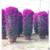 造型三角梅花柱 三角梅樁景 多種規(guī)格花色 工程綠化苗 產(chǎn)地直銷(xiāo)