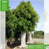 景觀榕 小葉榕 基地直銷(xiāo) 規(guī)格齊全 款式多樣 沙西鎮(zhèn)蓬源園藝場(chǎng)