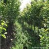 育苗基地批發扶芳藤苗 量大優惠 基地直銷出售成活率高的扶芳藤苗