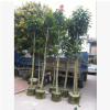 大量供應精品白玉蘭 白玉蘭袋苗 玉蘭花
