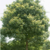 批發(fā)供應(yīng)桂花-八月桂，最新綠化苗木報(bào)價(jià)、花木價(jià)格--綠化苗木!