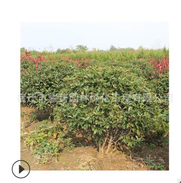 紅葉石楠球批發(fā) 道路色塊綠化苗木 高桿紅葉石楠球 樹(shù)苗綠籬樂(lè)