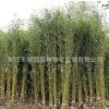 金鑲玉竹批發庭院圍墻綠化竹子苗園林竹類植物黃金竹