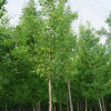 基地供應(yīng)規(guī)格齊全的園林綠化苗木銀杏 白果 價(jià)格優(yōu)惠 苗農(nóng)在線