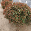 紅葉石楠球各種精品球類基地直銷各種規(guī)格紅葉石楠樹量大優(yōu)惠