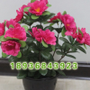 批發(fā)室內(nèi)高檔觀花植物盆栽 杜鵑花盆栽 杜鵑苗 凈化空氣