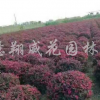 紅花寂寞球