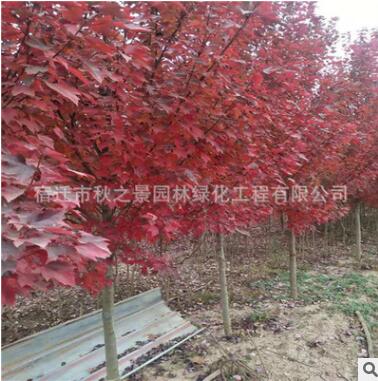 美國(guó)紅楓樹苗批發(fā) 園林綠化苗木秋火焰、夕陽(yáng)紅、十月光輝