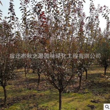 美人梅樹苗批發(fā) 彩葉花灌木 庭院觀賞植物 園林綠化風(fēng)景樹
