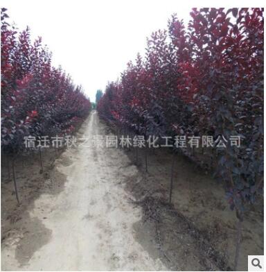 紅葉李樹苗批發(fā) 彩葉綠化苗木 行道風(fēng)景樹紫葉李 規(guī)格齊全