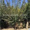 基地直銷紅梅樹 庭院觀賞植物 園林工程綠化風景樹 規格齊全