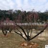 紅梅樹 基地直銷 園林工程綠化 風景樹 規格齊全 量大從優