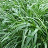 供應多年生草坪種子：黑麥草種子