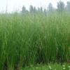 出售護坡植物：香根草 苗圃直銷