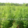 水杉樹苗批發 園林綠化苗木 行道風景樹 庭蔭樹 規格齊全