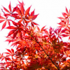 苗圃直銷日本紅楓樹苗美國紅楓盆栽花卉綠化苗木風景樹苗木批發