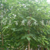 構(gòu)樹(shù)
