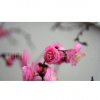 各種梅花