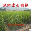 苗圃基地?zé)徜N【香樟樹】小苗 四季常青 凈化空氣