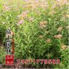 批發(fā)繡線菊小苗 高50厘米 優(yōu)質(zhì)的工程綠化苗繡線菊