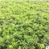 植物圍墻海桐 庭院綠化 四季常青園林綠化工程品種海桐苗球直銷(xiāo)