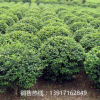大葉黃楊球**價格，大葉黃楊球產地直銷