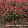 特優質紅葉石楠球出售，紅葉石楠球產地直銷，沒有經銷商賺差價