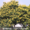 10公分、11公分、12公分、13公分黃山欒樹**價格，產地直銷價格