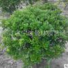 批發(fā)園林綠化工程 苗木 花卉 海桐球 海桐 海桐球苗木基地批發(fā)