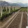 批發(fā)園林綠化工程 苗木 五針松 造型五針松 五針松盆景