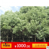 售大型景觀樹(shù) 香樟 苗圃香樟 自產(chǎn)自銷香樟