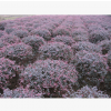 優質彩色苗木紅花檵木 精品紅花檵木球賤價批發