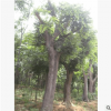 樸樹大量銷售 野生樸樹  移植大骨架帶冠批發價格