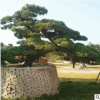 苗圃種植 行道觀賞松樹 造型白芽松 綠化苗木 易成活 質優價優