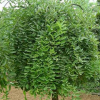 【大毅苗圃】供應(yīng)各種工程苗木 花卉 基地直銷 優(yōu)質(zhì) 國(guó)槐