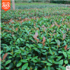 【大毅苗木】本苗圃大量供應紅葉石楠工程苗